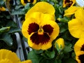 Pansy `F1 Yellow Blotch` Royalty Free Stock Photo