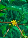 Closeup of a yellow petal Corchorus aestuans flower, on a brown stem, surrounded by green foliage Royalty Free Stock Photo