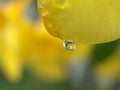 Closeup yellow petals of Allamanda cathartica flower plants with water drop and blurred background Royalty Free Stock Photo