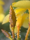 Closeup yellow petals of Allamanda cathartica flower plants with water drop and blurred background Royalty Free Stock Photo