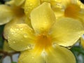 Closeup yellow petals of Allamanda cathartica flower plants with water drop and blurred background Royalty Free Stock Photo