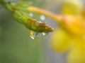 Closeup yellow petals of Allamanda cathartica flower plants with water drop and blurred background Royalty Free Stock Photo