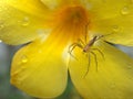 Closeup yellow petals of flower with spider wild animalcule and water drops