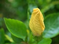 Closeup yellow petals of hibiscus bud flower in garden with water drops and blurred background Royalty Free Stock Photo