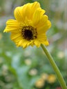 Closeup yellow petals Transvaal Gerbera daisy flower in garden and blurred background Royalty Free Stock Photo