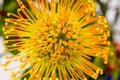 Leucospermum high gold flower closeup