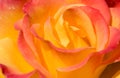 Closeup of Yellow and Pink Ros Royalty Free Stock Photo