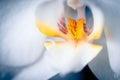 Closeup of yellow pistils of white Moth orchid flower Royalty Free Stock Photo