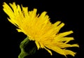 Closeup yellow poisonous wildflower on black as sonchus arvensis Royalty Free Stock Photo