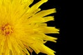 Closeup yellow poisonous wildflower on black as sonchus arvensis Royalty Free Stock Photo