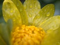 Closeup yellow pollen of daisy flower with soft focus for background and blurred background ,macro image ,abstract background Royalty Free Stock Photo