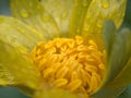 Closeup yellow pollen of daisy flower with soft focus for background and blurred background ,macro image ,abstract background Royalty Free Stock Photo