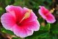 Closeup pollen pink chinese hibiscus flower Royalty Free Stock Photo