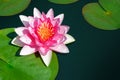 Closeup yellow pollen on pink lotus and lotus leaf on green water background,copy space Royalty Free Stock Photo