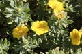 Closeup of yellow potentilla shrub flowers in summer