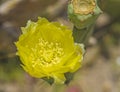 Closeup of yellow prickly pear cactus flower Royalty Free Stock Photo