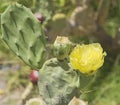 Closeup of yellow prickly pear cactus flower Royalty Free Stock Photo