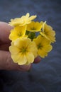 yellow primroses in hand on blue napkin background