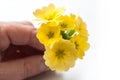 Yellow primroses in hand on white background