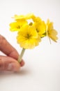 Yellow primroses in hand on white background