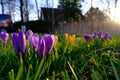 Closeup of yellow and purple crocuses buds at sunrise with houses blurred background