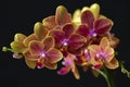 Closeup of yellow purple spotted blooms of tropical moth orchid, Phalaenopsis Royalty Free Stock Photo