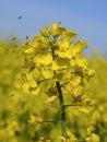 Yellow rapeseed flowers with midges in flight Royalty Free Stock Photo
