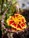 Closeup of a yellow and red Marigold flower and stem Royalty Free Stock Photo