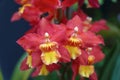 Closeup of the yellow and red Oncostele Firecat \'Harmony\' orchids at full bloom Royalty Free Stock Photo