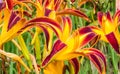 Closeup of Yellow and Red Tiger Lilies Royalty Free Stock Photo