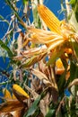 Closeup of a yellow corn on field Royalty Free Stock Photo