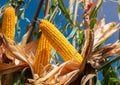 Closeup of a yellow corn on field Royalty Free Stock Photo