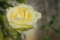 Closeup yellow rose, Blur background Royalty Free Stock Photo