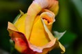 Closeup of yellow rose bud blooming in the garden