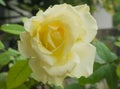 Closeup yellow rose with drop Royalty Free Stock Photo