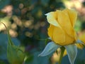 Closeup yellow rose flower in garden , soft focus and blurred for background Royalty Free Stock Photo