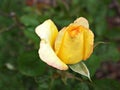 Closeup yellow rose flowers in garden with soft focus and green blurred background Royalty Free Stock Photo