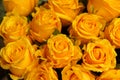 Closeup yellow rose in market Royalty Free Stock Photo
