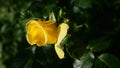 Closeup Yellow Rose In Natural Light Royalty Free Stock Photo