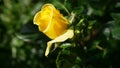 Closeup Yellow Rose In Natural Light Royalty Free Stock Photo