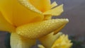 Closeup of yellow rose petal covered in fog droplets. Royalty Free Stock Photo
