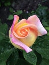 Closeup of yellow rose with pink rims and raindrops Royalty Free Stock Photo