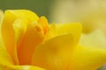 Closeup of yellow rose - soft focus