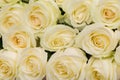 Closeup of yellow roses Royalty Free Stock Photo
