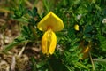 Closeup of a yellow Scotch broom flower, Cytisus scoparius Royalty Free Stock Photo
