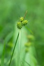 Yellow sedge, Carex flava