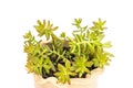 Closeup of yellow sedum adolphii in a flowerpot isolated on white background