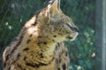 Closeup of a yellow serval cub with black spots next to a barbed net