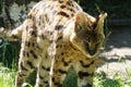 Closeup of a yellow serval cub with black spots walking in a green area
