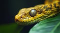 Closeup of Yellow Snake Head on Green Leaf Royalty Free Stock Photo